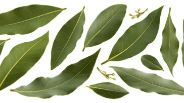 Por que colocar folhas de eucalipto na geladeira faz mais do que decorar