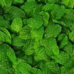 Como ferver folhas de menta para aliviar o estresse e limpar o ambiente
