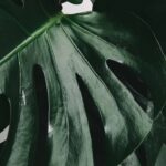 A planta mais prática e bonita que cultivei dentro de casa só com água