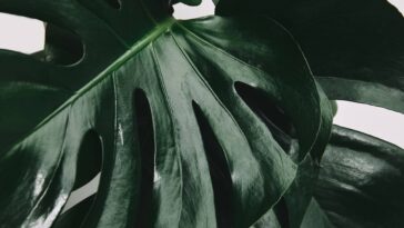 A planta mais prática e bonita que cultivei dentro de casa só com água