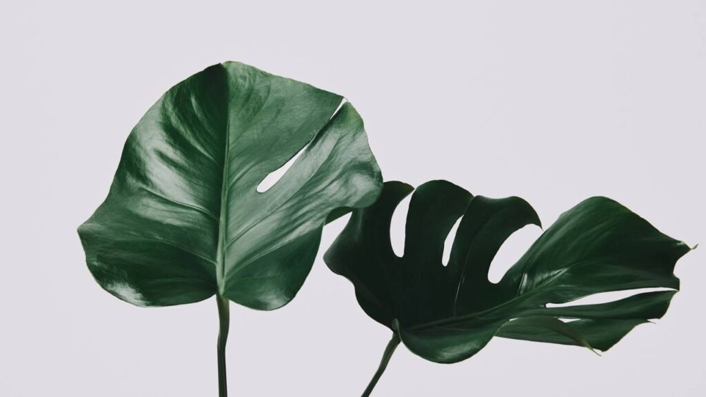 A planta mais prática e bonita que cultivei dentro de casa só com água