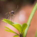 6 plantas poderosas para manter mosquitos bem longe do seu jardim