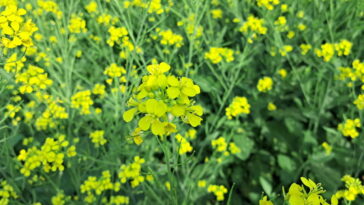 A planta medicinal milagrosa que ajuda a aliviar dores nos ossos e articulações