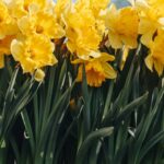 A flor queridinha do momento que transforma qualquer canto da casa