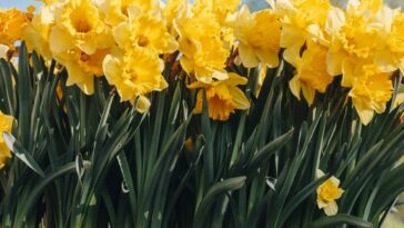 A flor queridinha do momento que transforma qualquer canto da casa