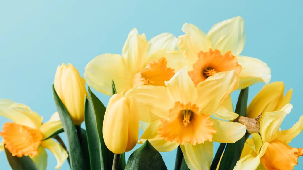 A flor queridinha do momento que transforma qualquer canto da casa