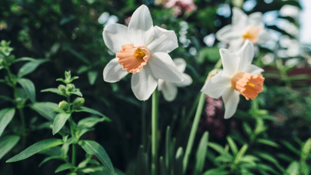 A flor queridinha do momento que transforma qualquer canto da casa