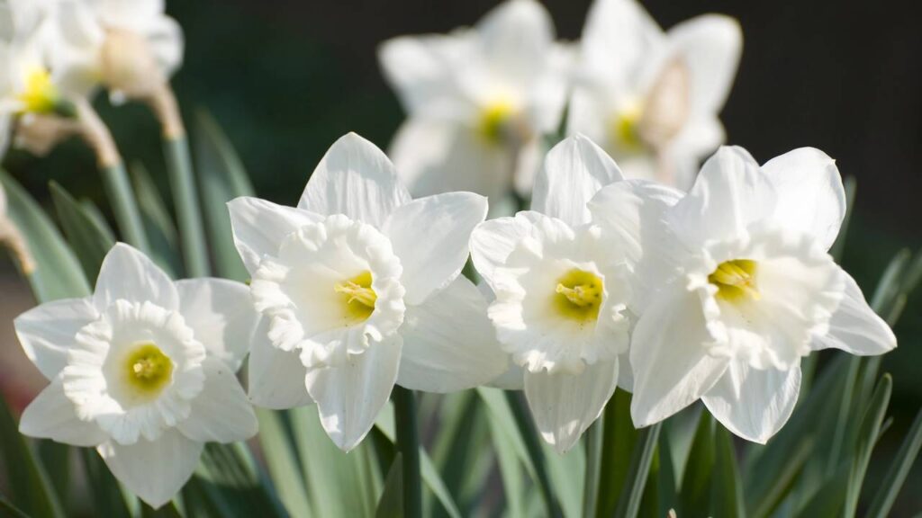Plante isso na sua varanda e prepare se para a explosão de cores