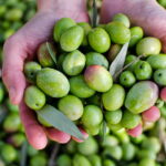 Qual é a diferença entre azeitonas verdes e pretas?