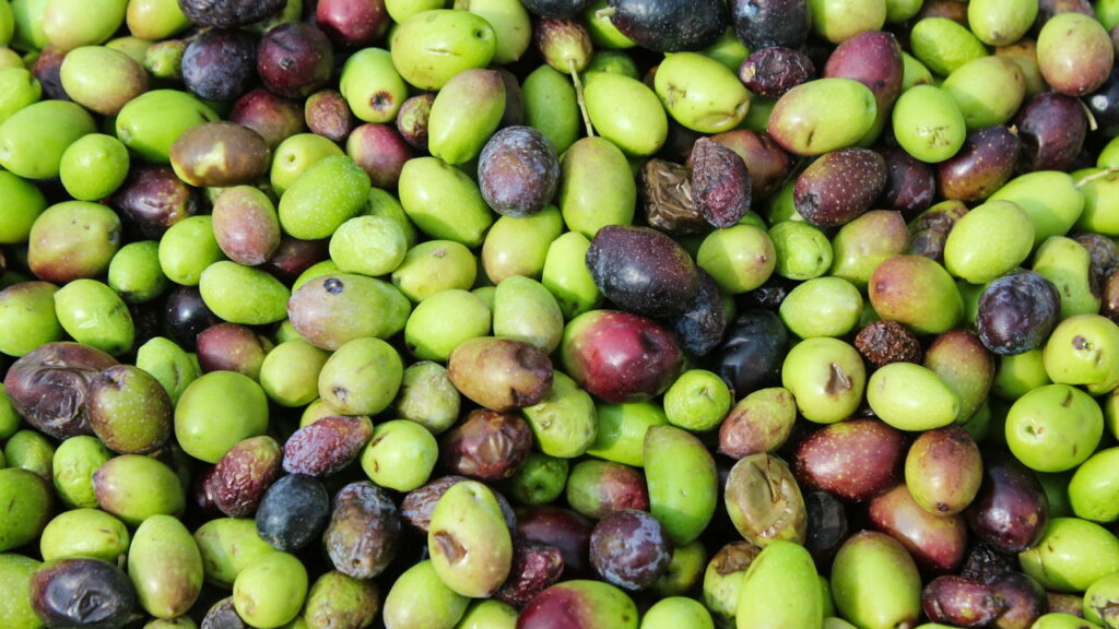 Qual é a diferença entre azeitonas verdes e pretas?
