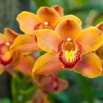 Como usar restos de café para deixar suas orquídeas mais coloridas e fortes