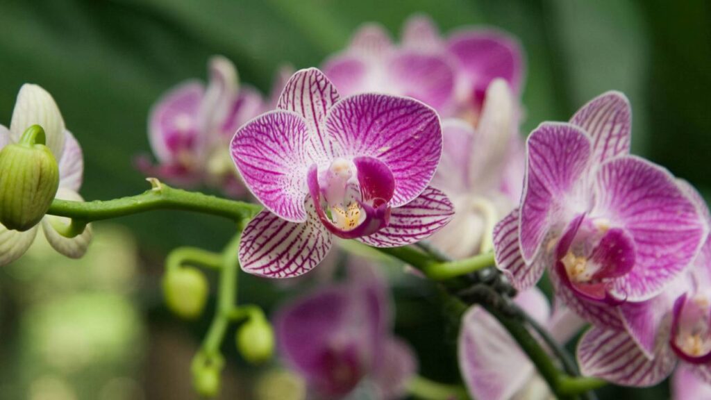 Como usar restos de café para deixar suas orquídeas mais coloridas e fortes