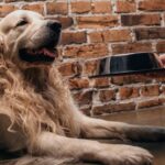 Com que frequência deve-se lavar o comedouro das pets, segundo especialistas