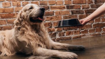 Com que frequência deve-se lavar o comedouro das pets, segundo especialistas