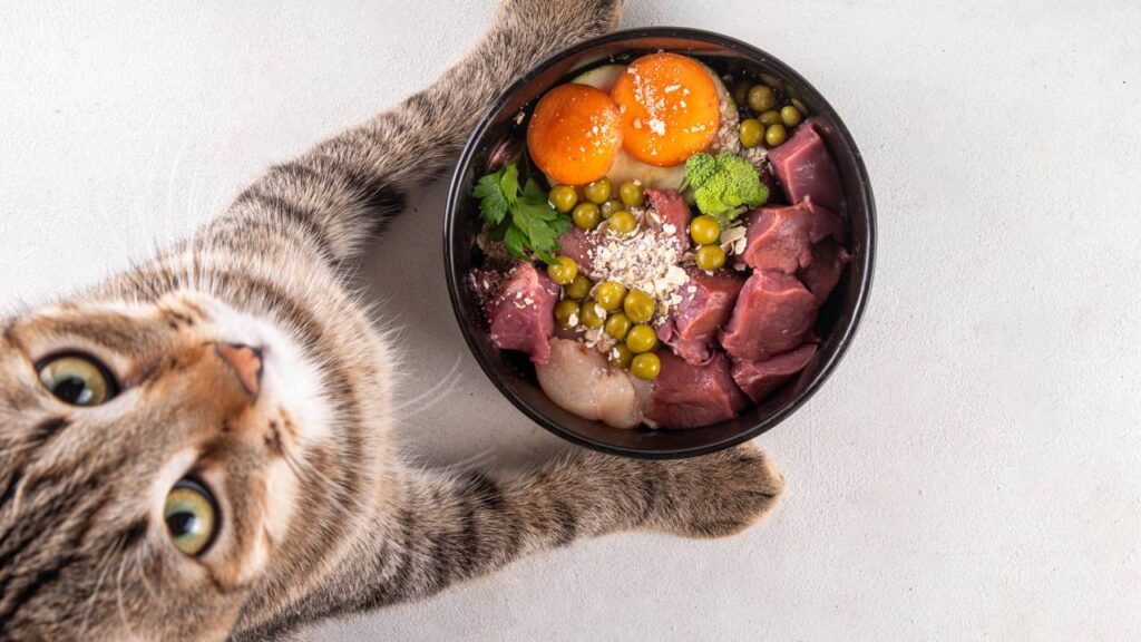 Com que frequência deve-se lavar o comedouro das pets, segundo especialistas