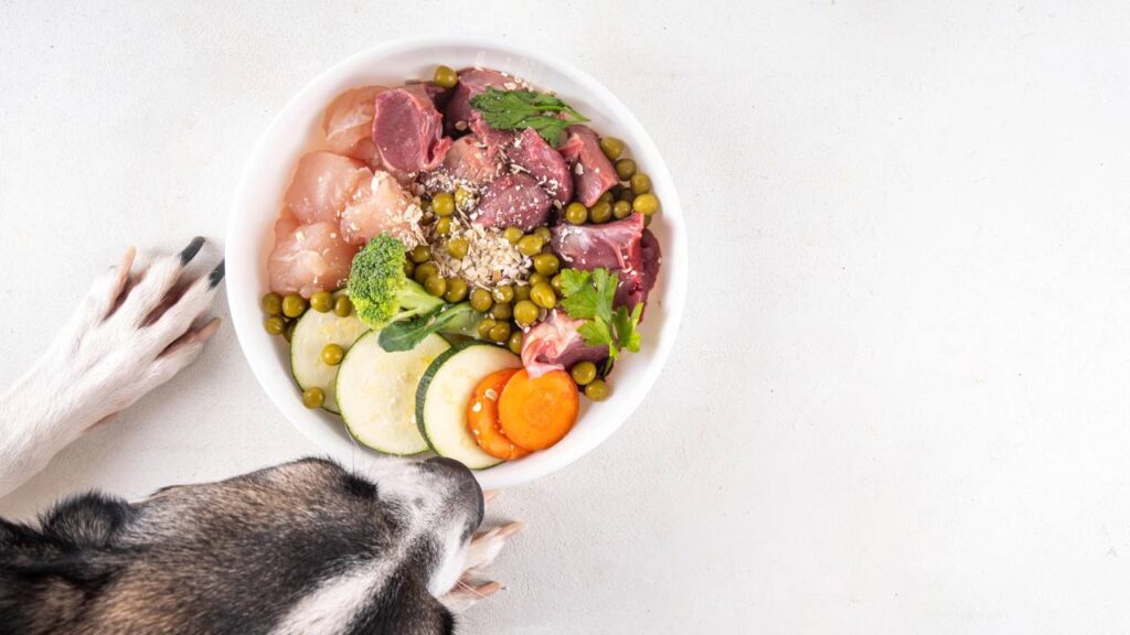Com que frequência deve-se lavar o comedouro das pets, segundo especialistas