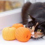 Os 6 erros que deixam a roupa de crochê desconfortável pro seu pet