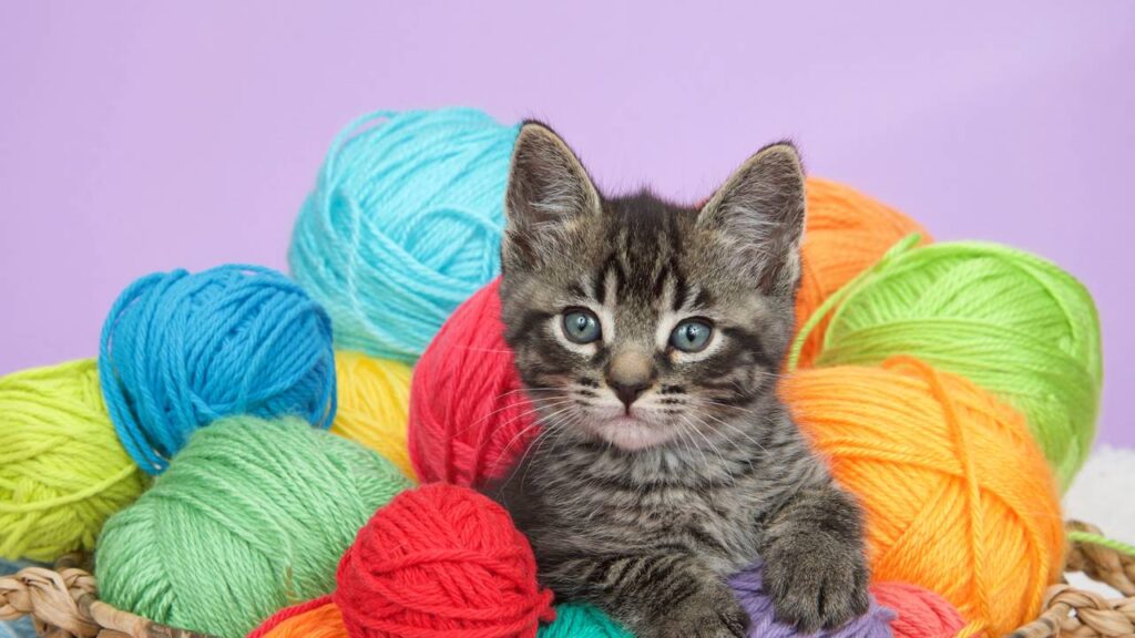 Os 7 passos para fazer uma bolsa de crochê segura e confortável para pets