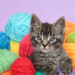 Charme e conforto na medida certa, aprenda a fazer acessórios de crochê para pets