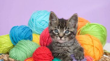 Os 7 passos para fazer uma bolsa de crochê segura e confortável para pets