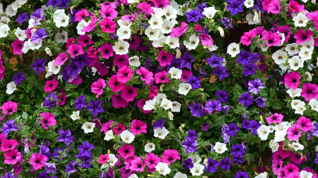 Três plantas ideais para semear em novembro e alegrar seu jardim no verão