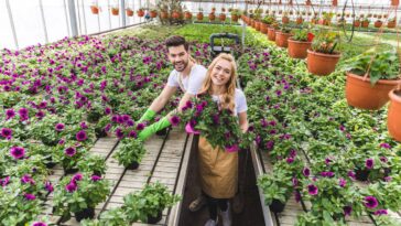 Três plantas ideais para semear em novembro e alegrar seu jardim no verão