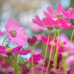 As 5 flores ideais para plantar agora e ter um verão florido