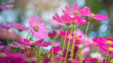 As 5 flores ideais para plantar agora e ter um verão florido