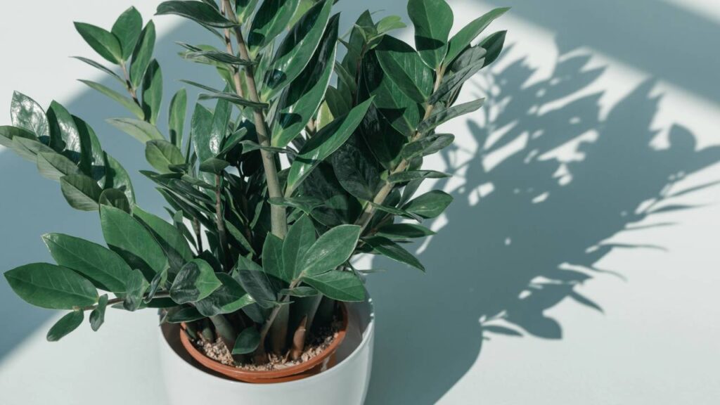 Coloquei rolhas nos meus vasos de plantas e o resultado me surpreendeu