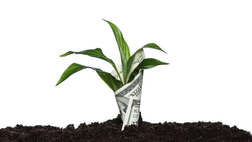 Planta-do-dólar está florescendo em muitos lares e isso tem uma razão especial