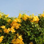 Transforme seu muro com essa trepadeira de crescimento rápido e fácil