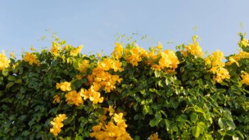 Transforme seu muro com essa trepadeira de crescimento rápido e fácil