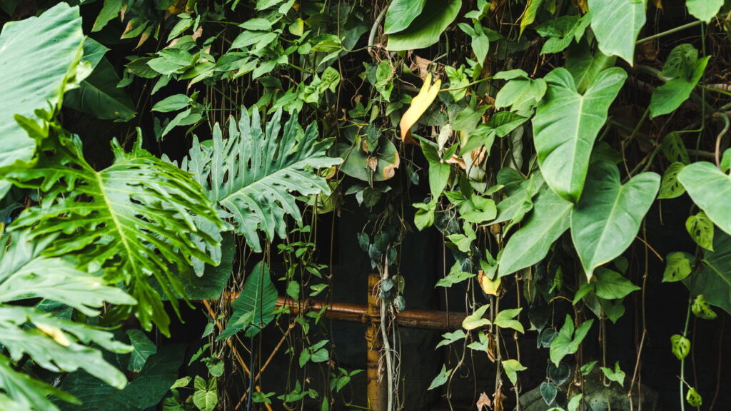 3 lugares onde nunca colocar suas plantas dentro de casa segundo o feng shui