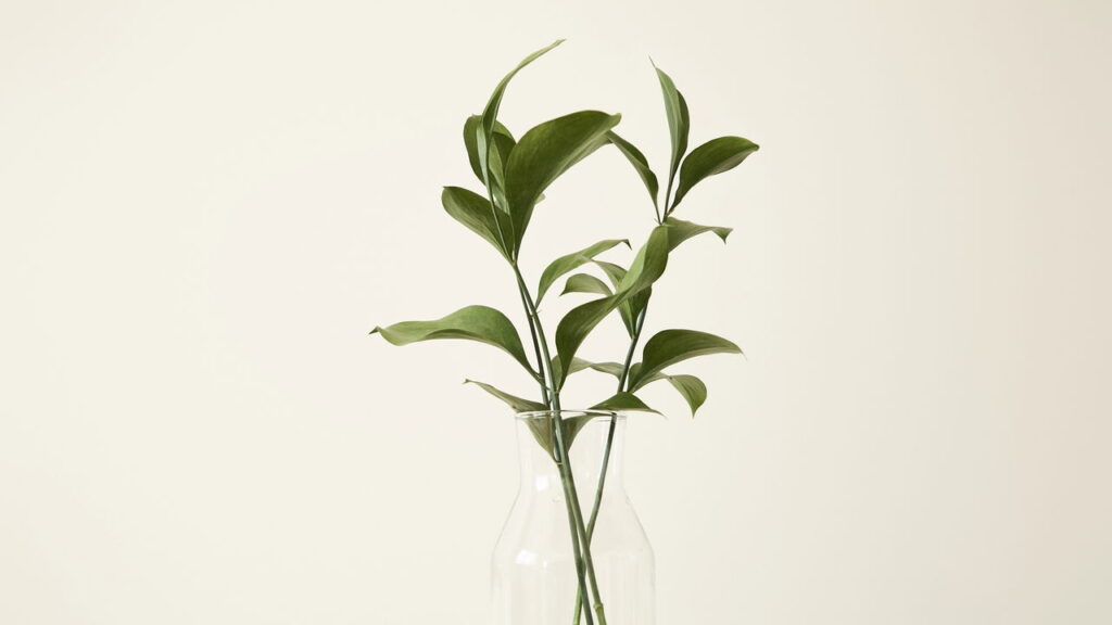 3 lugares onde nunca colocar suas plantas dentro de casa segundo o feng shui