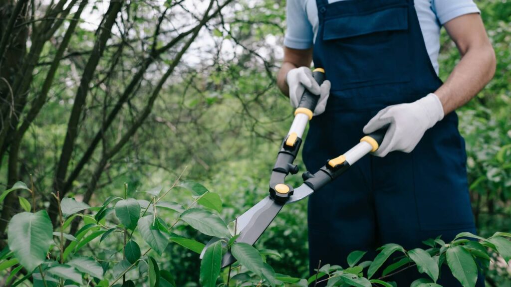Outubro chegou e seu jardim precisa dessa atenção agora