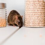 A receita mais eficiente que afastou os ratos da minha casa sem gastar quase nada