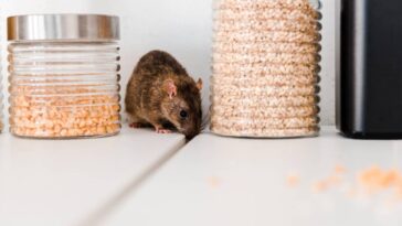 A receita mais eficiente que afastou os ratos da minha casa sem gastar quase nada