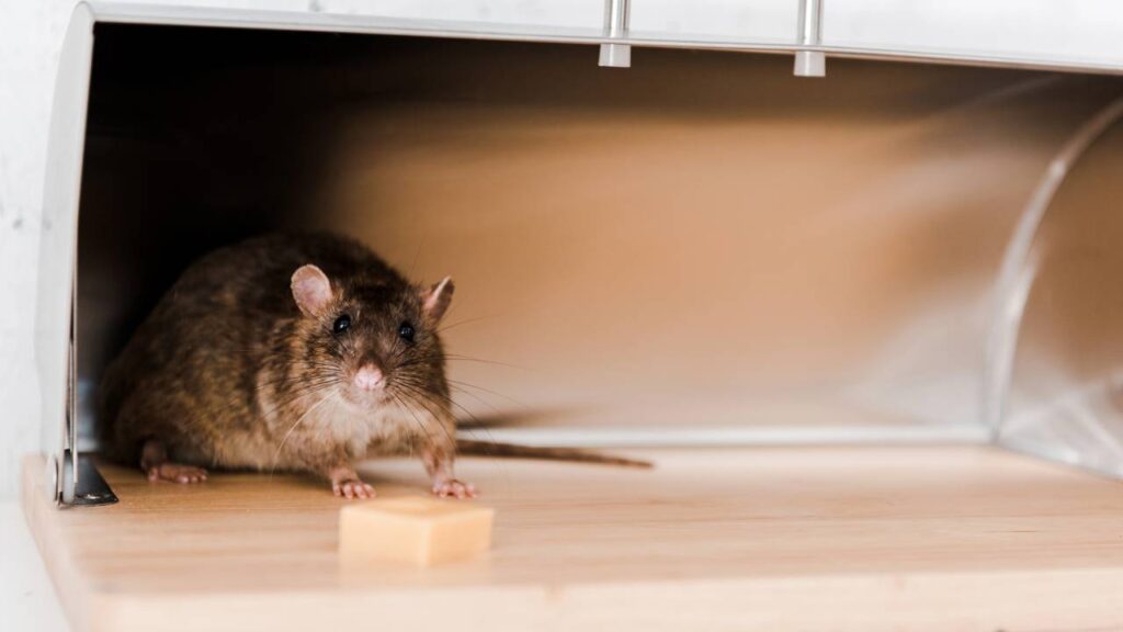 A receita mais eficiente que afastou os ratos da minha casa sem gastar quase nada