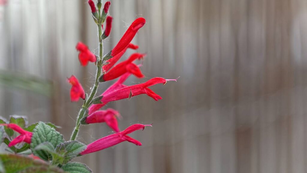 Os colibris invadiram minha varanda por conta desta planta nova