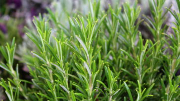 Quais são os benefícios do alecrim para a saúde?