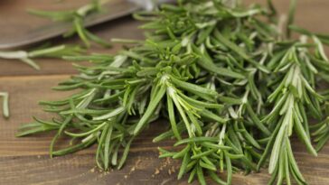 Evite esse erro ao plantar alecrim ou você pode perdê-lo