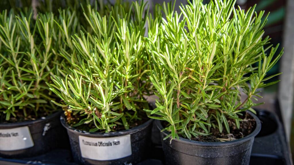 Essa combinação simples mudou totalmente o ar da minha casa