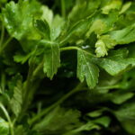 Benefícios da salsa para a saúde e como preparar o chá corretamente