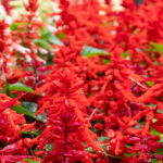 Sálvia vermelha está conquistando jardineiros que amam flores e colibris