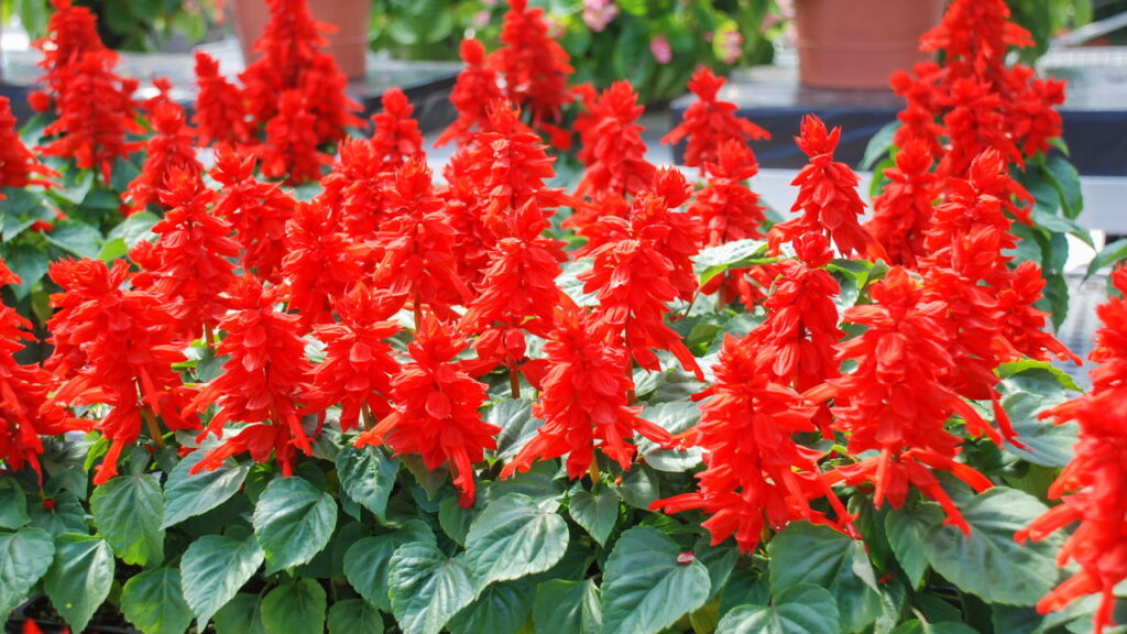 Sálvia vermelha está conquistando jardineiros que amam flores e colibris