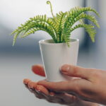 Para que serve amarrar uma fita vermelha na samambaia segundo o Feng Shui