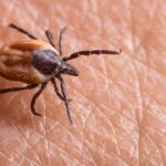 O que plantar para não ter um jardim infestado de carrapatos segundo especialistas