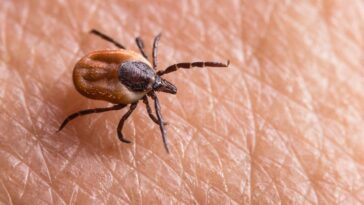 O que plantar para não ter um jardim infestado de carrapatos segundo especialistas