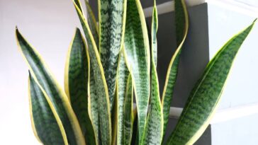 Transformei esse cantinho com a planta mais prática e poderosa do Brasil, veja como cuidar da sua