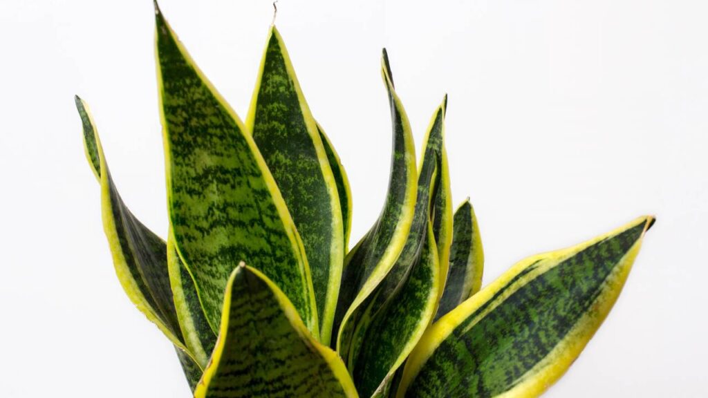 Coloquei essas plantas no quarto dos meus filhos e vi a respiração deles melhorar durante a noite